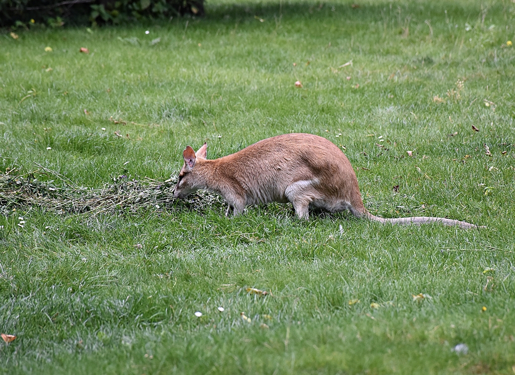 Agile wallaby