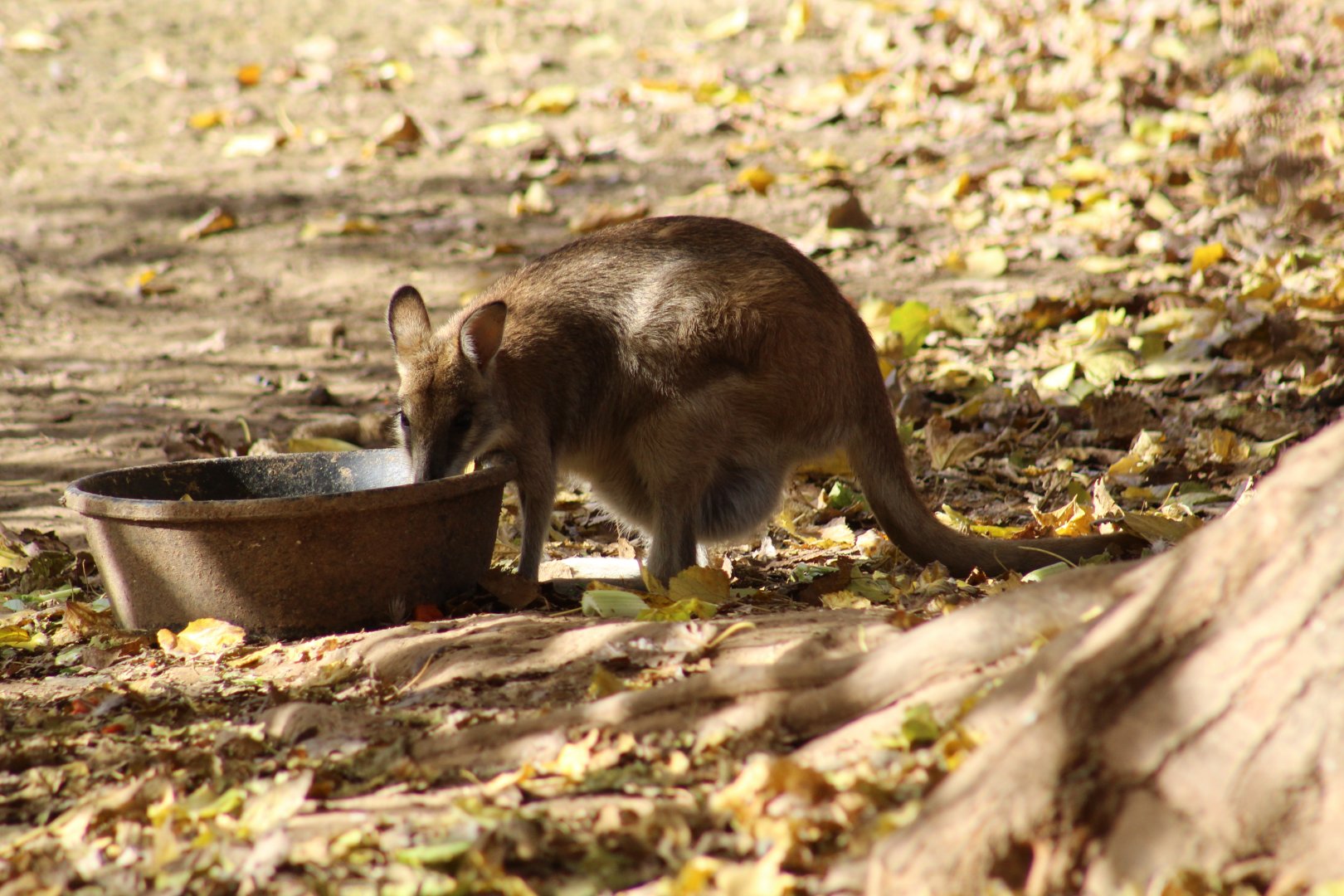 Agile Wallaby