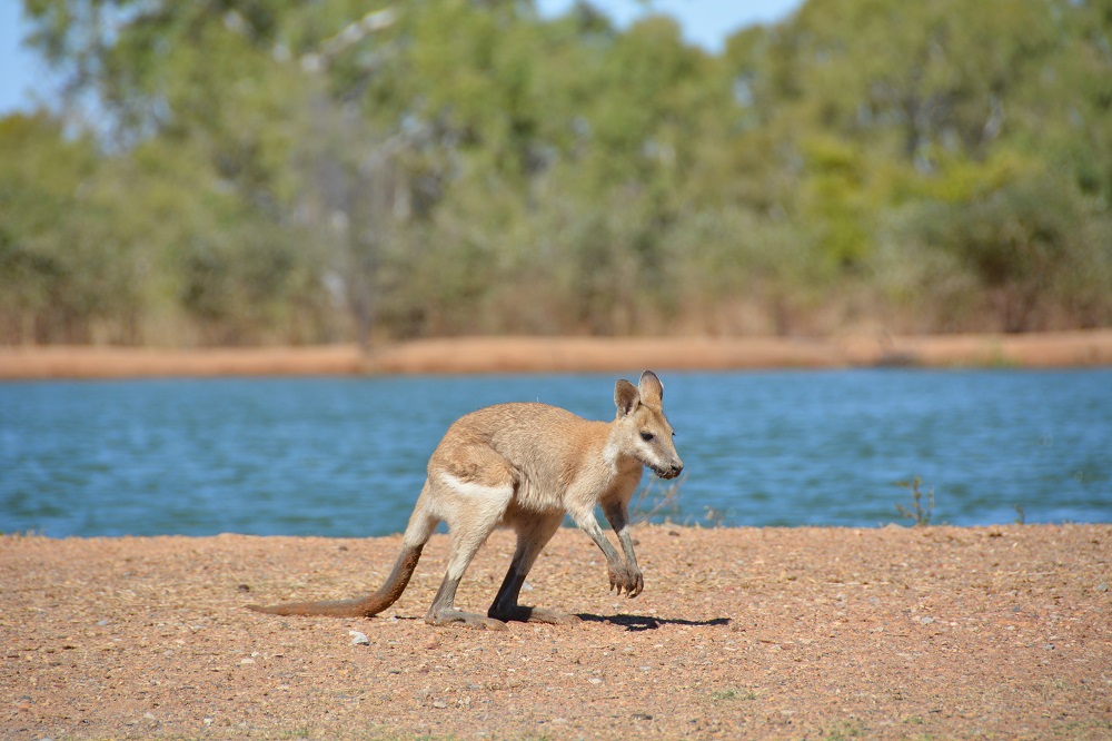 Agile wallaby