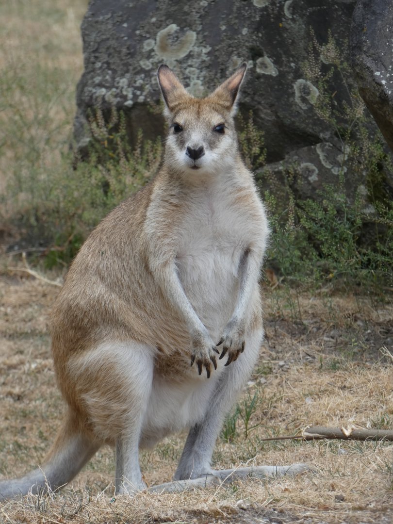 Agile Wallaby