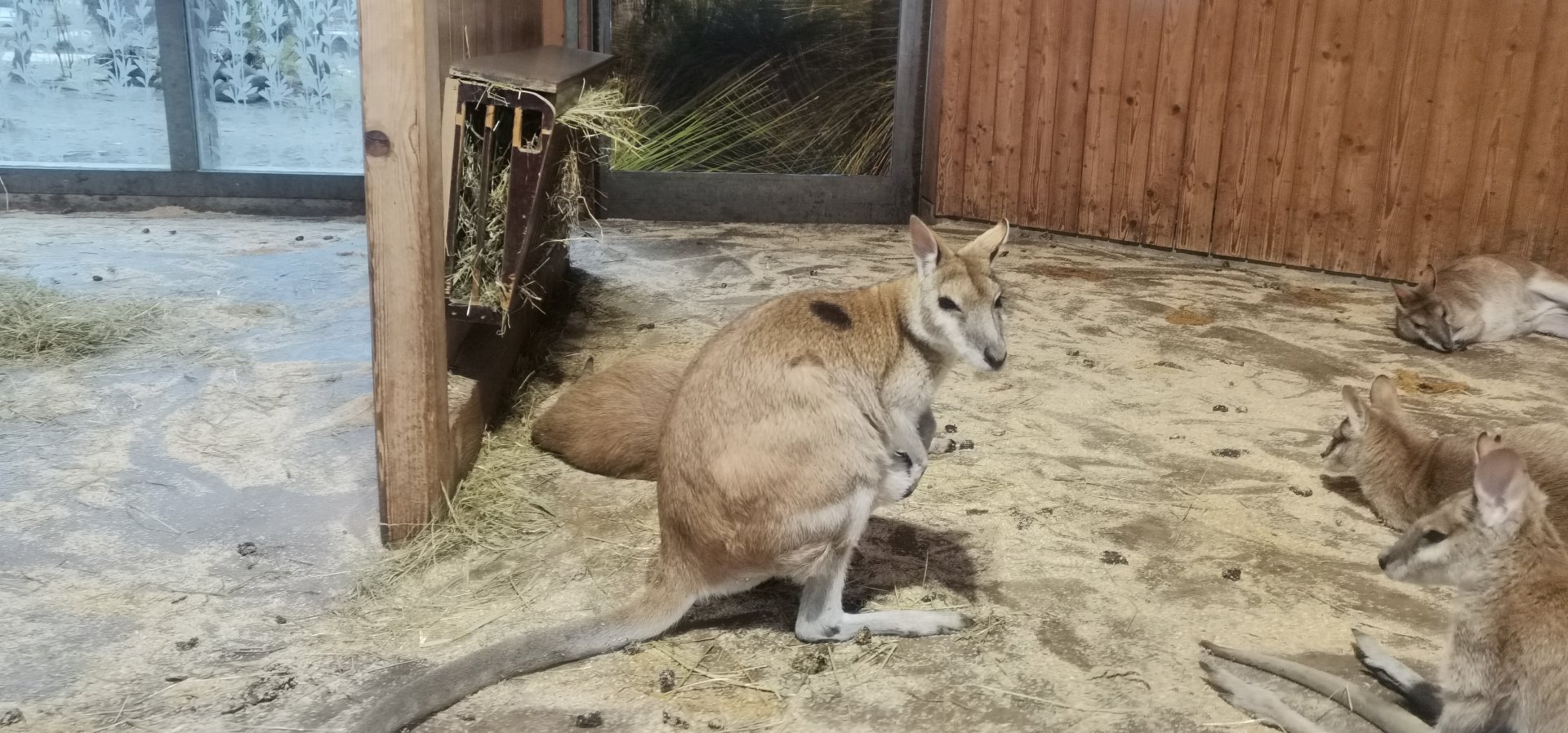 Agile Wallaby
