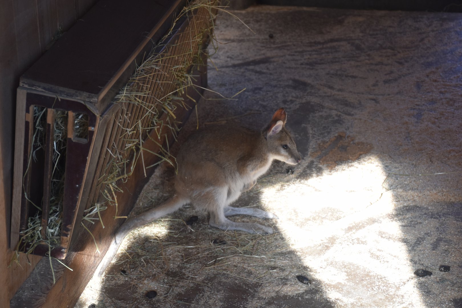Agile wallaby