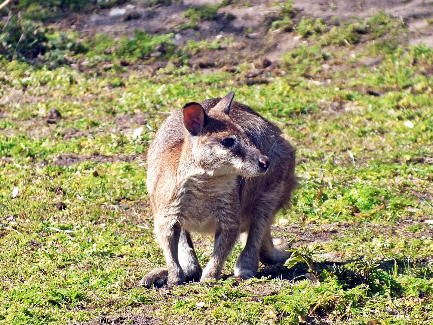 Agile wallaby