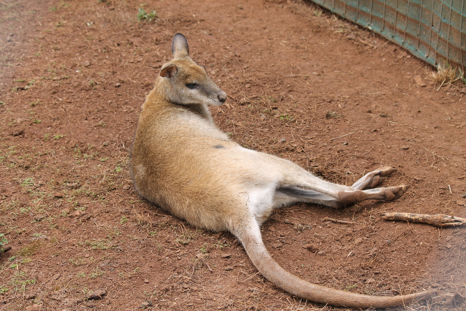 Agile Wallaby