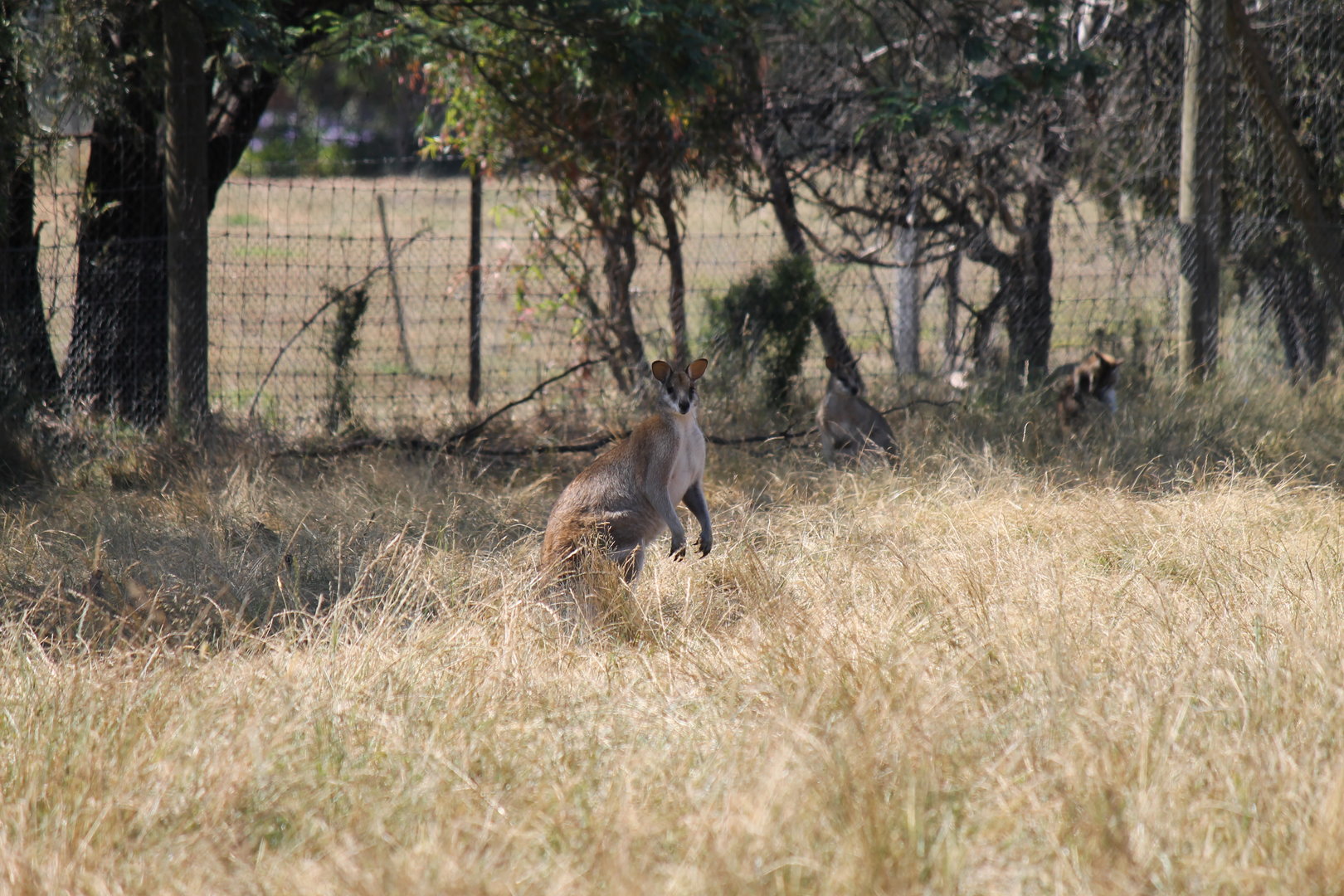 Agile Wallaby