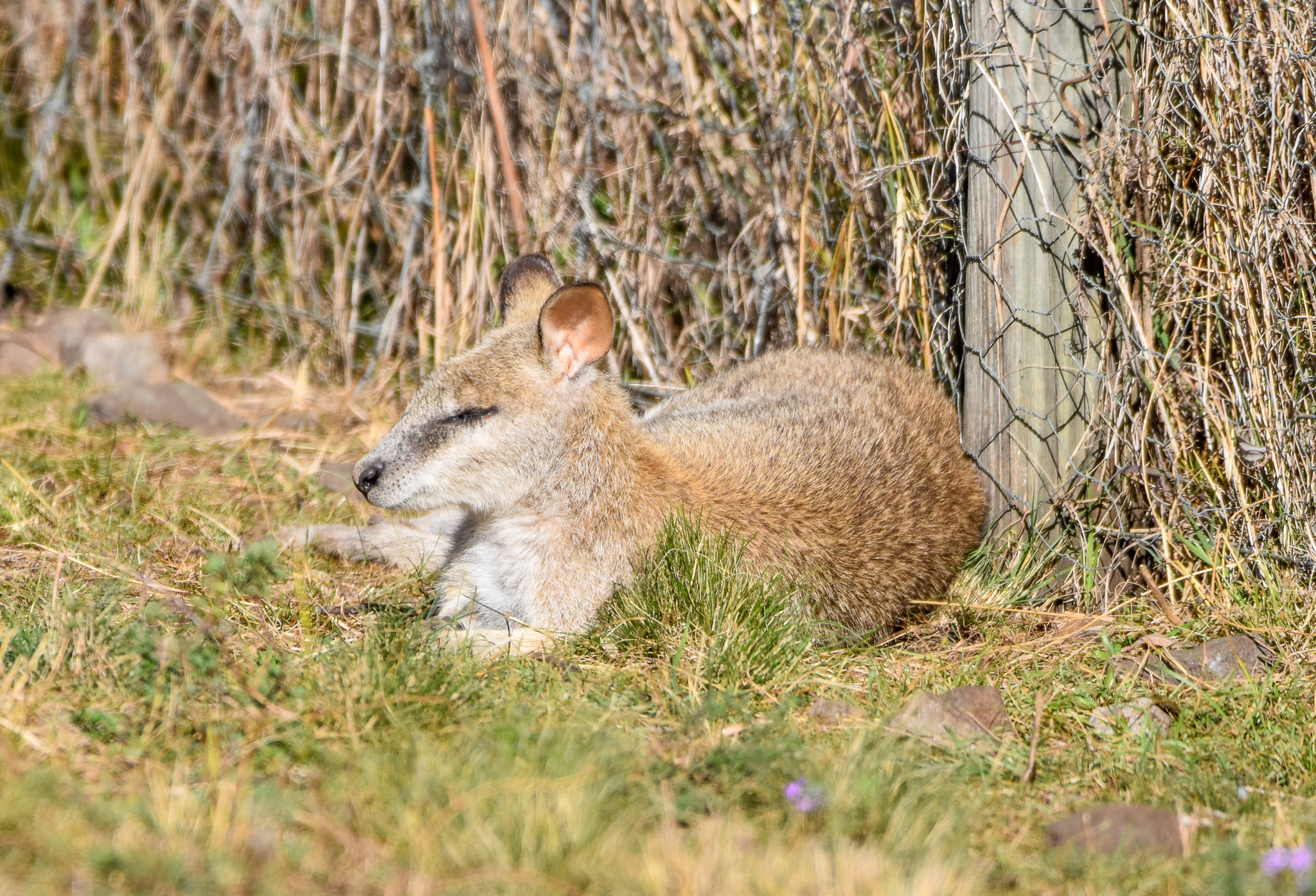 Agile Wallaby