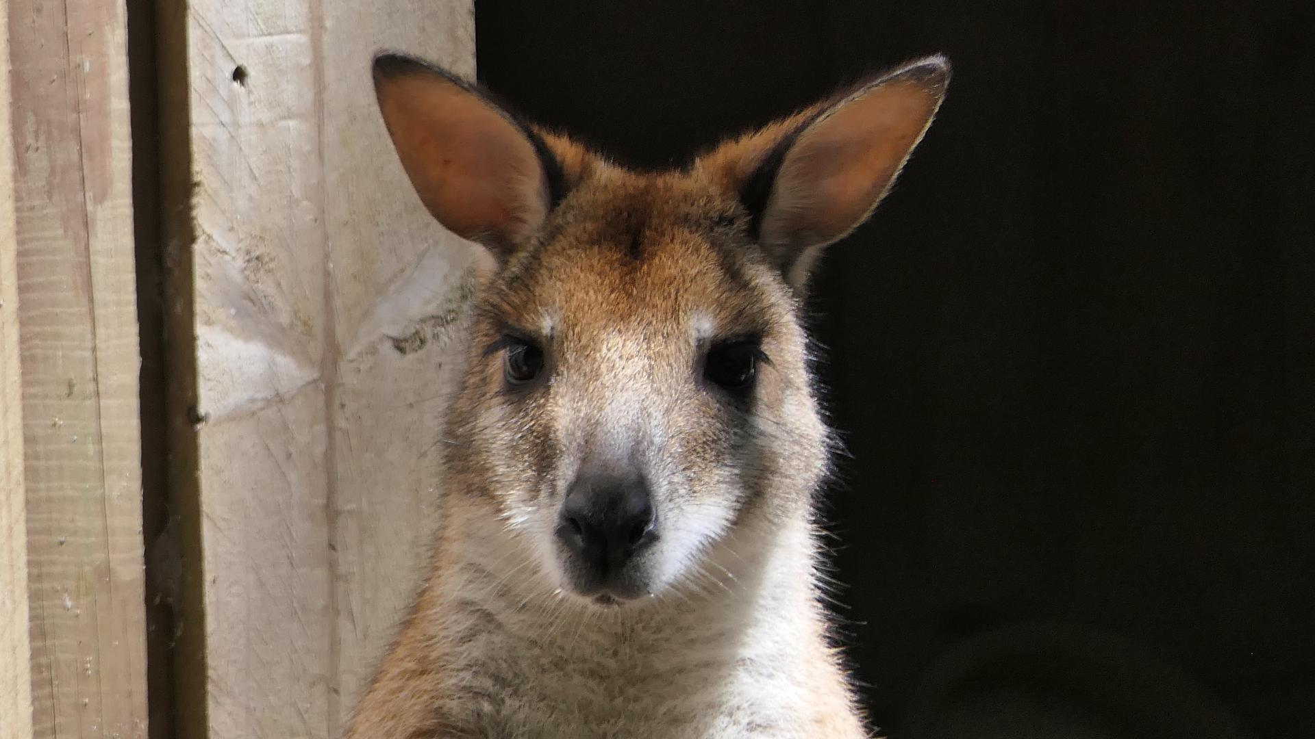 Agile Wallaby