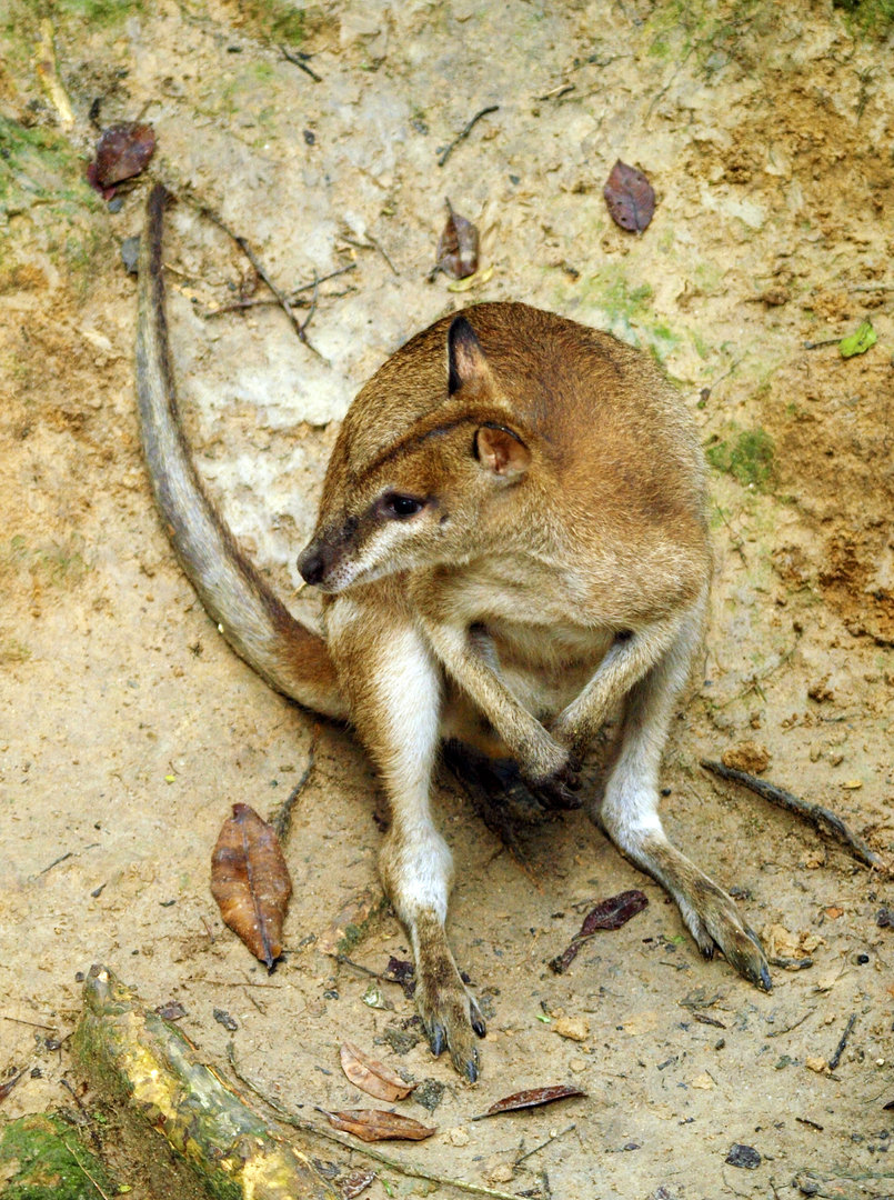 Agile wallaby
