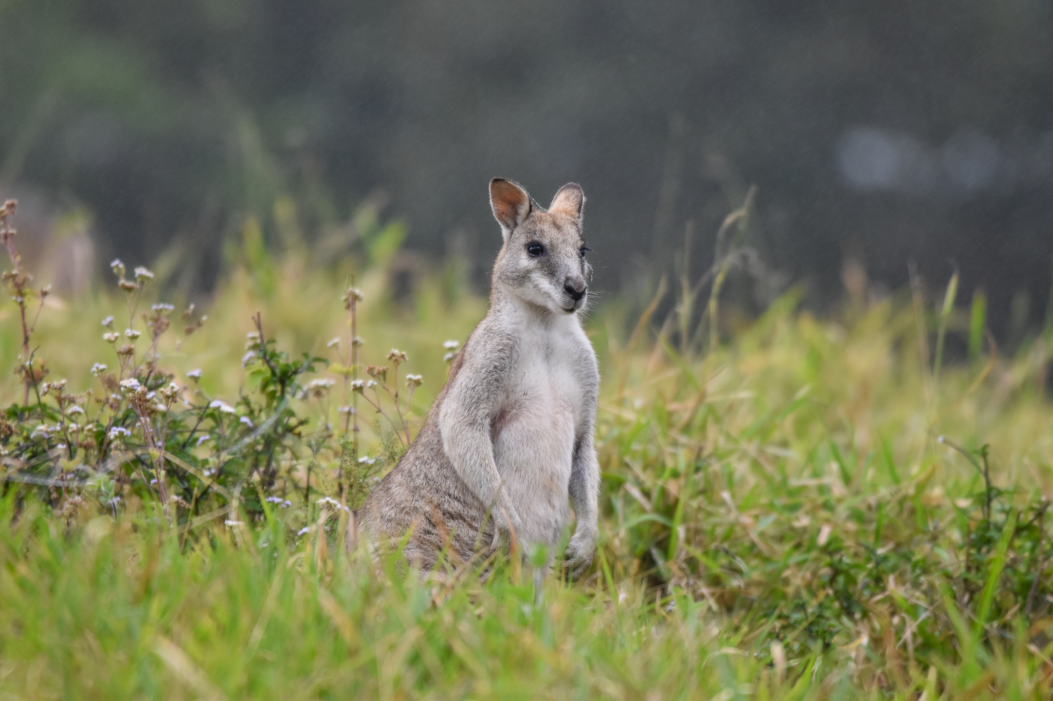 Agile Wallaby