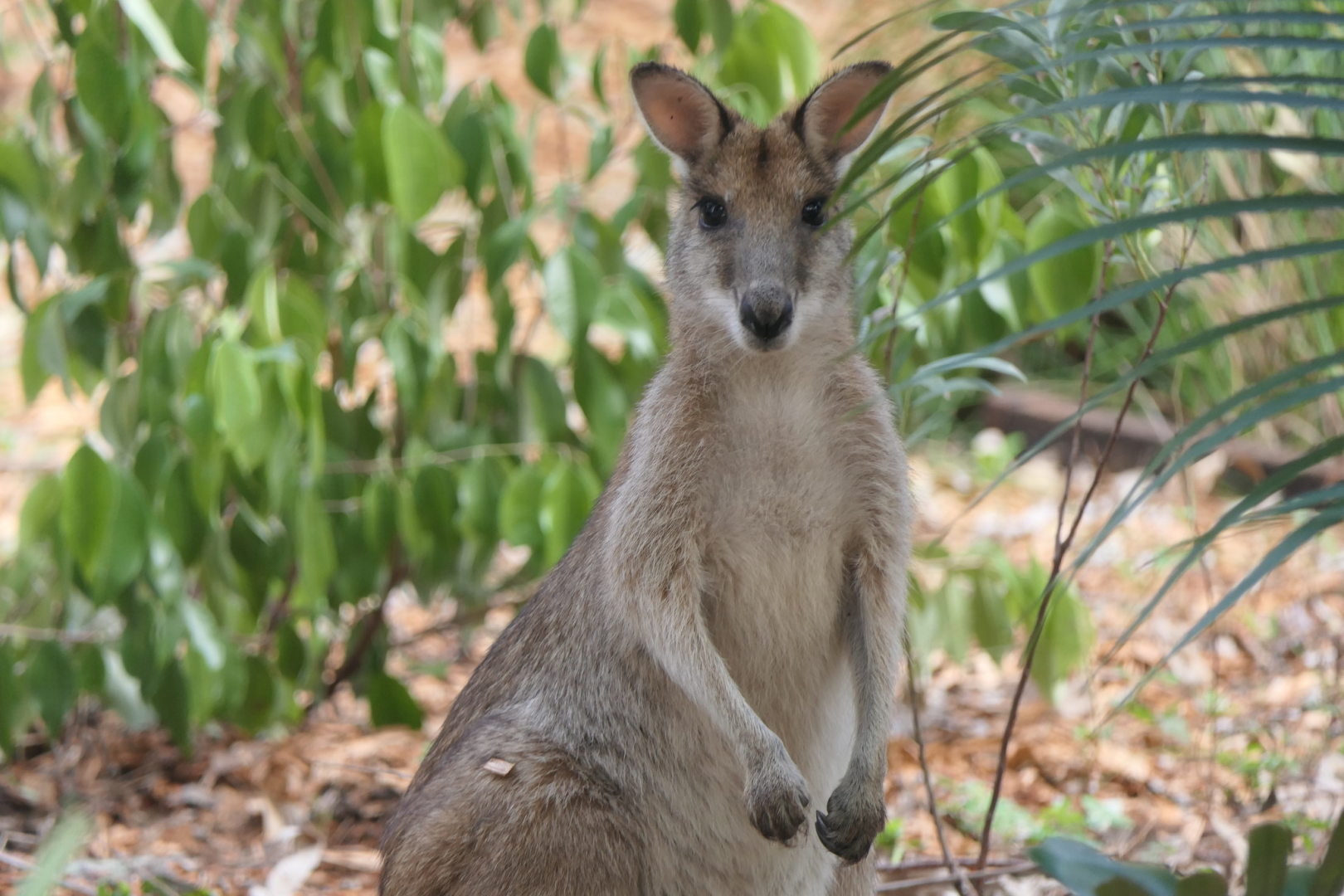 Agile Wallaby
