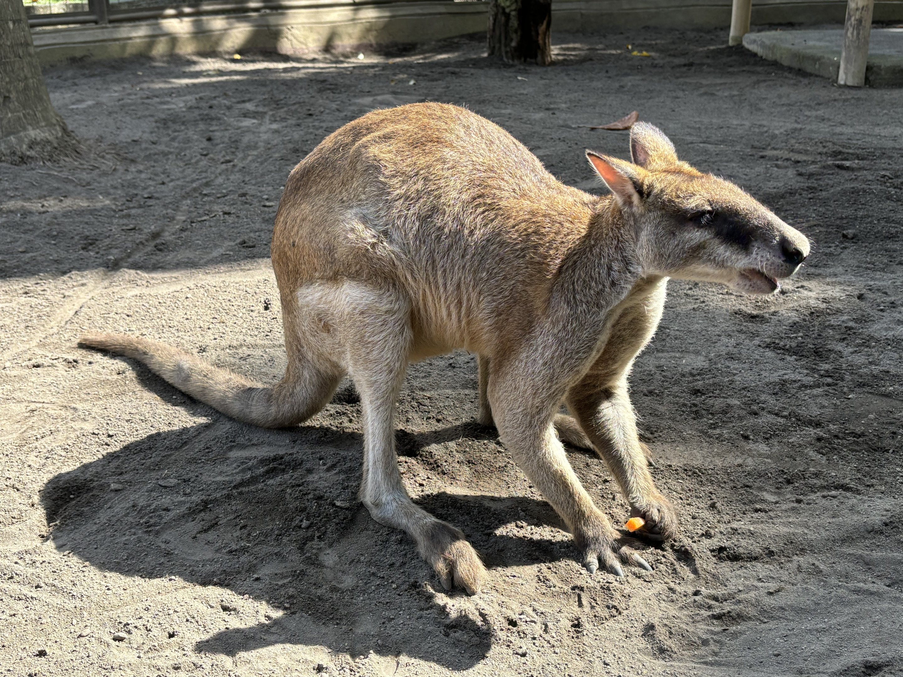 Agile Wallaby