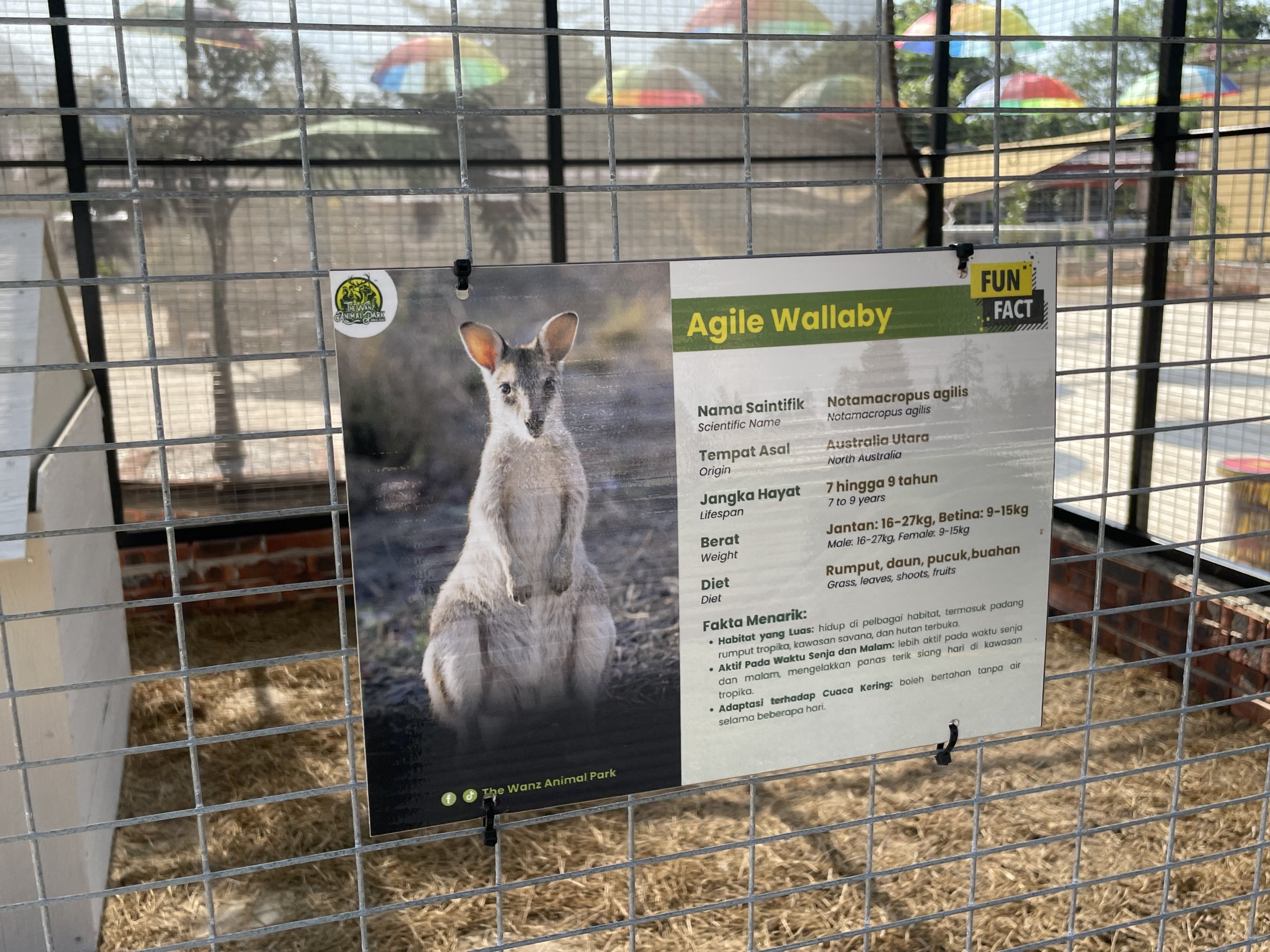 Agile Wallaby