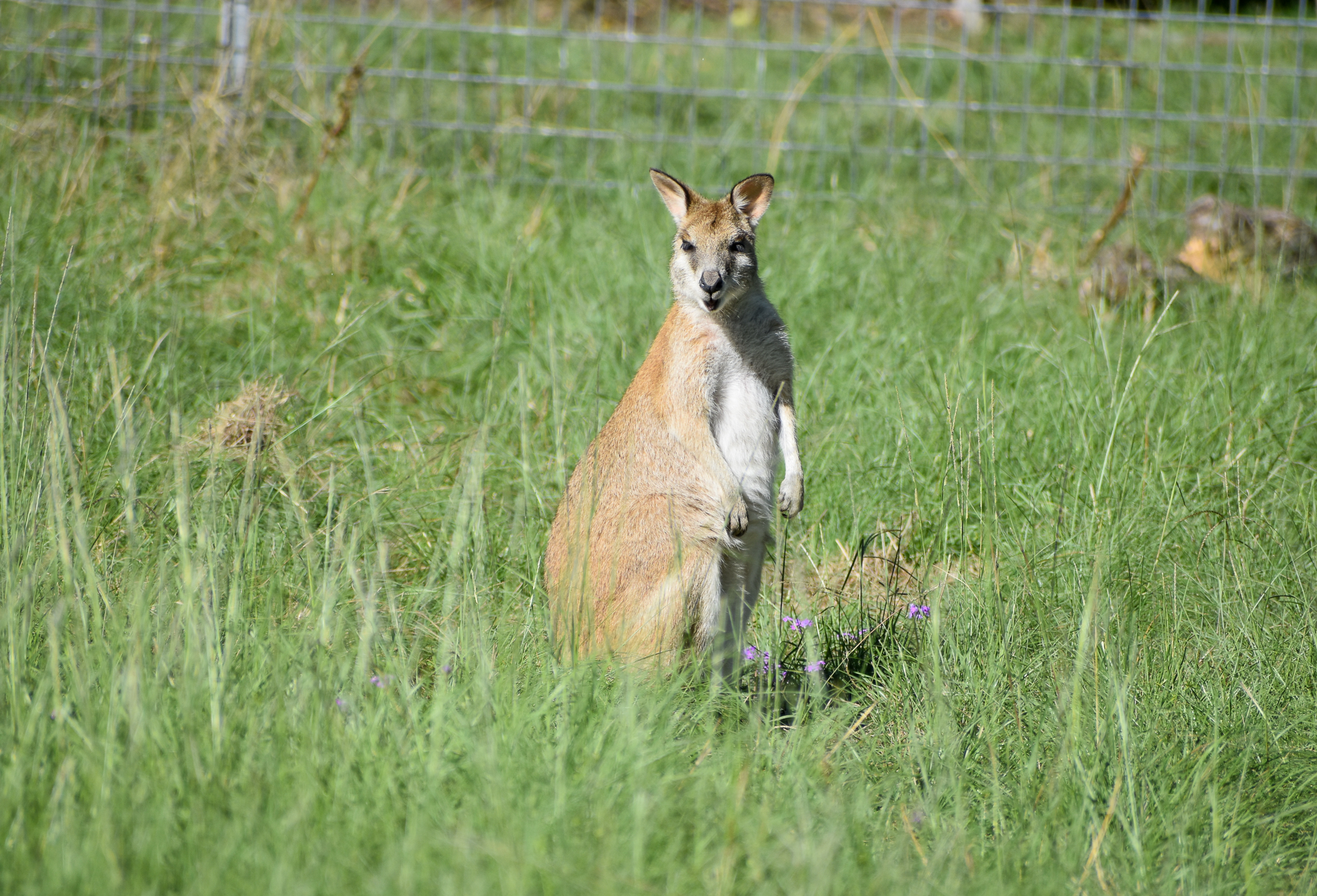 Agile Wallaby