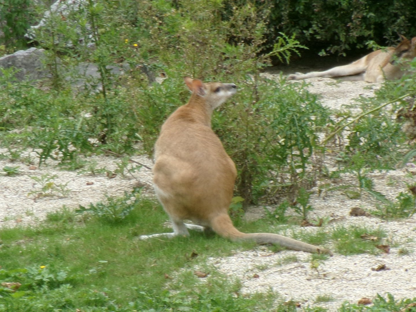 Agile wallaby