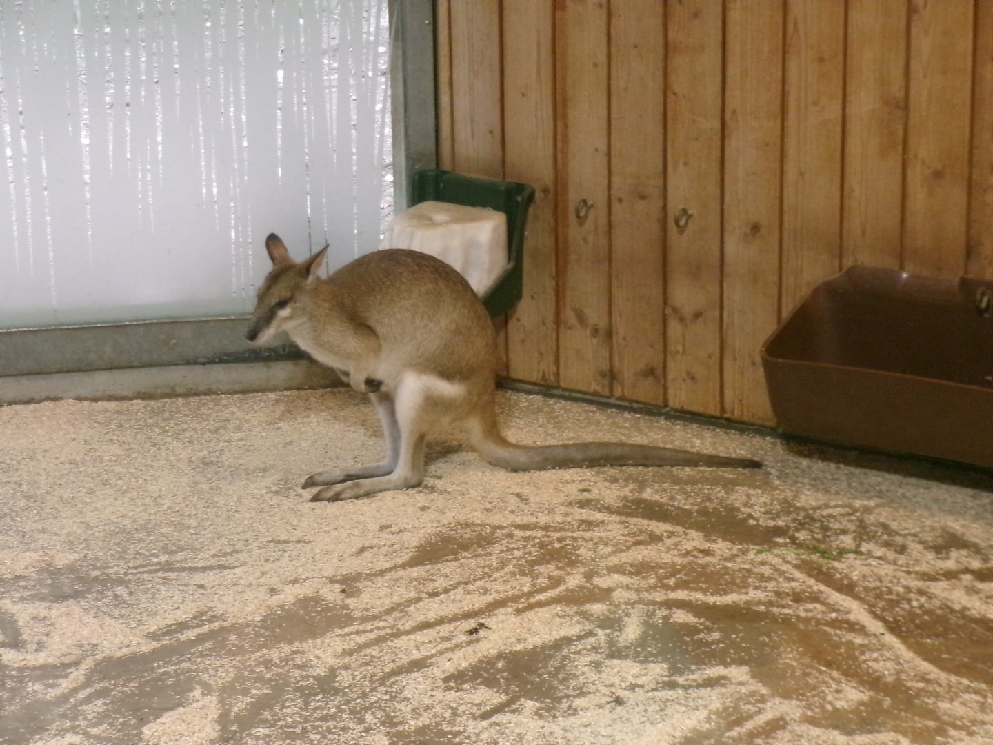 Agile wallaby