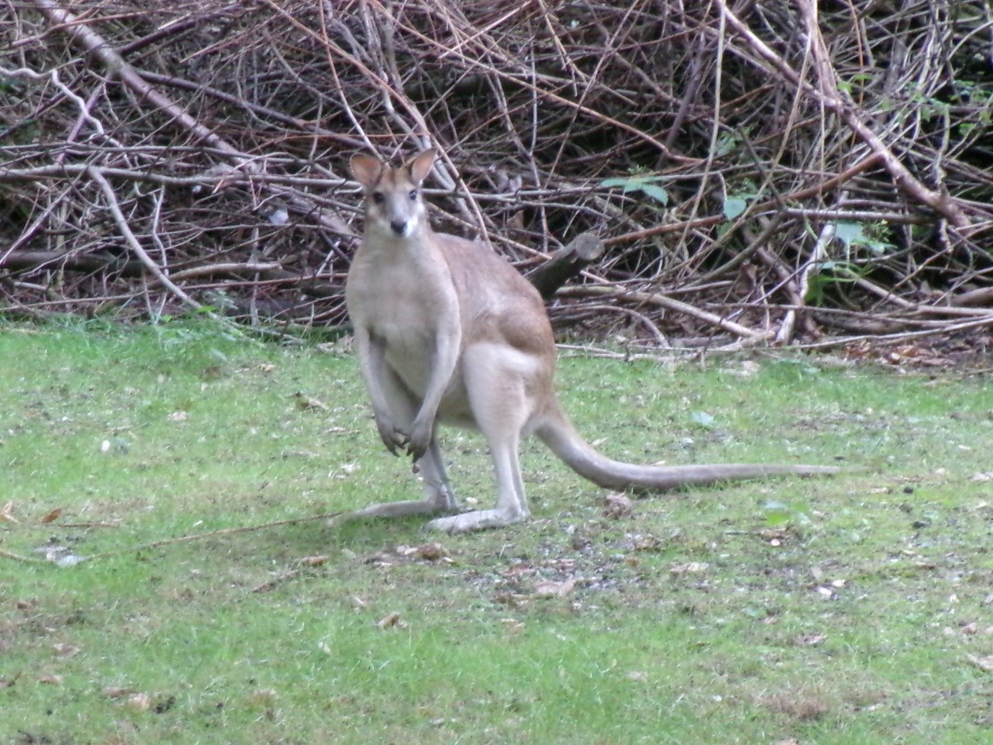 Agile wallaby