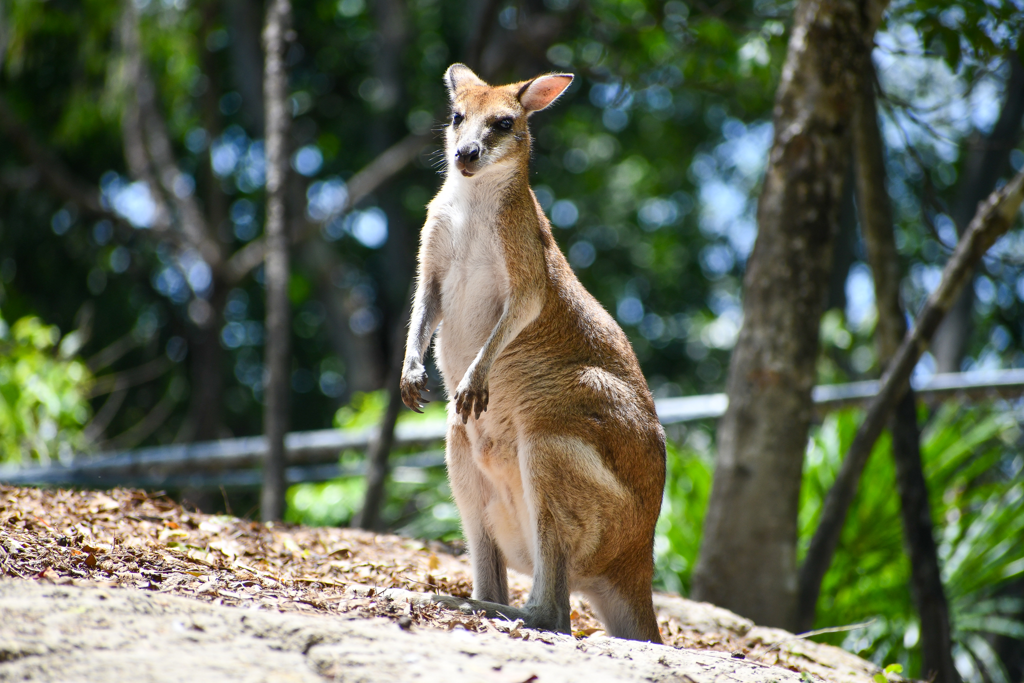 Agile Wallaby
