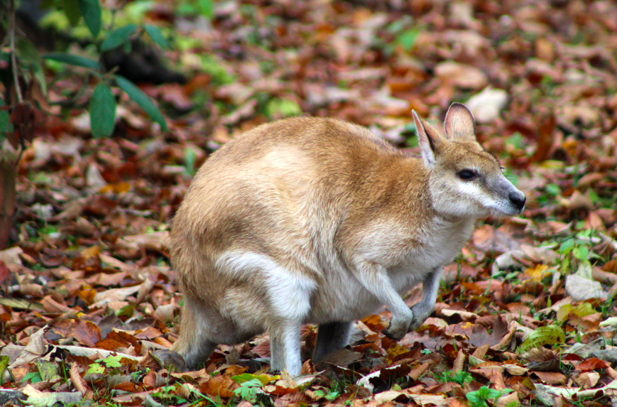 Agile Wallaby