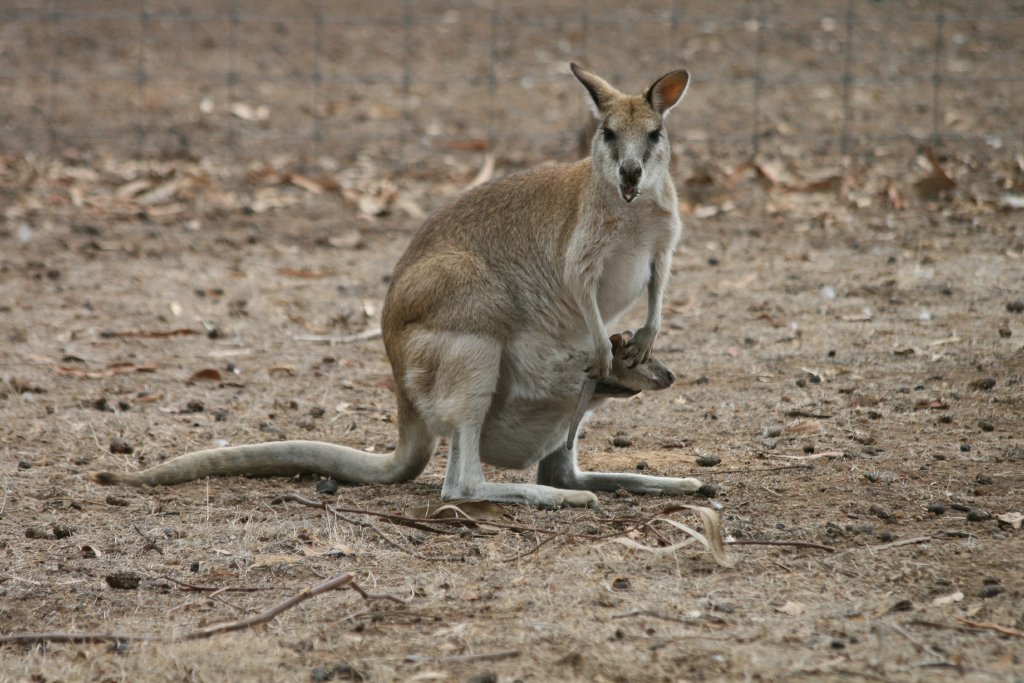 Agile Wallaby