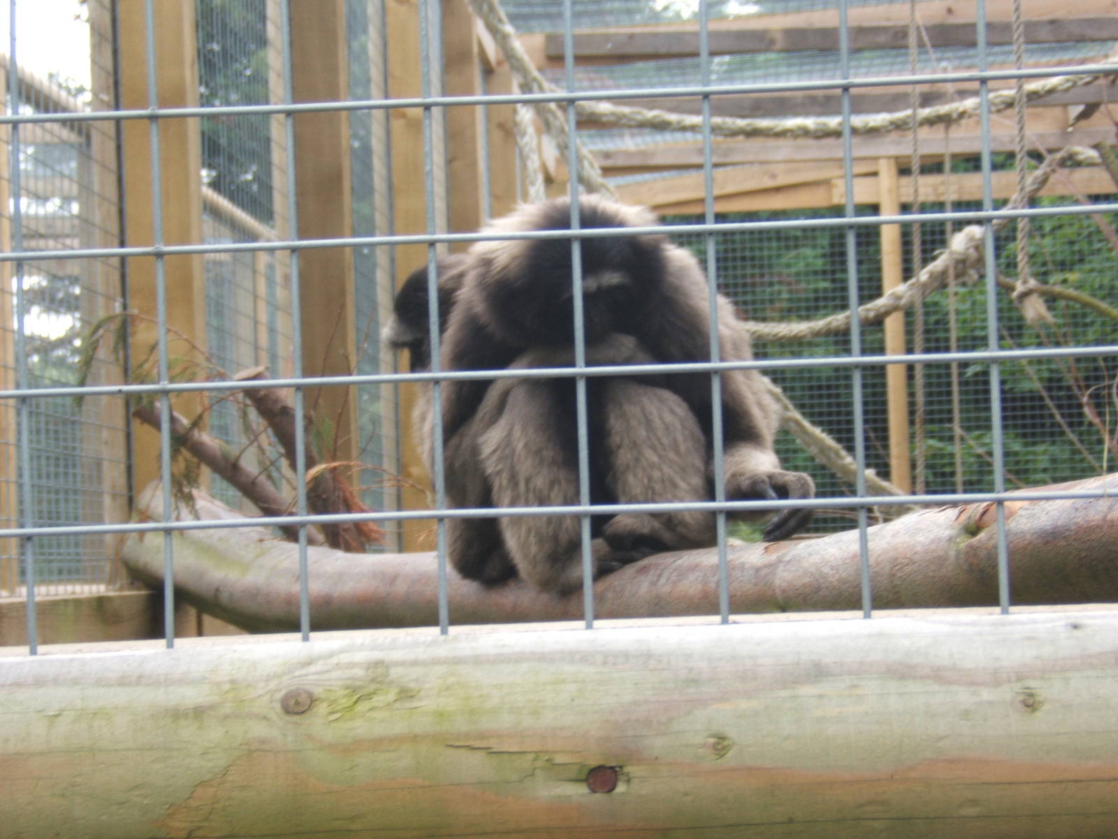 Agile x Muellars Gibbon hybrid