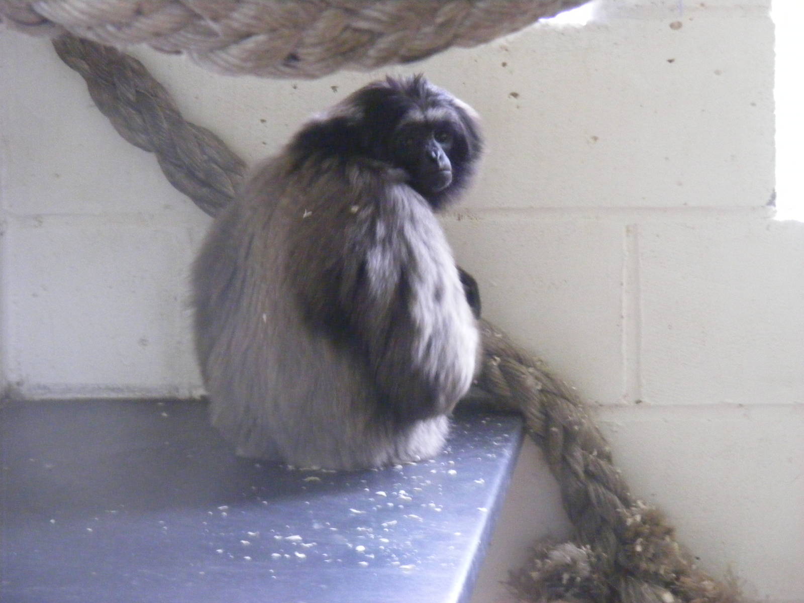 Agile x Mueller's gibbon at Wingham Wildlife Park, 2 April 2010