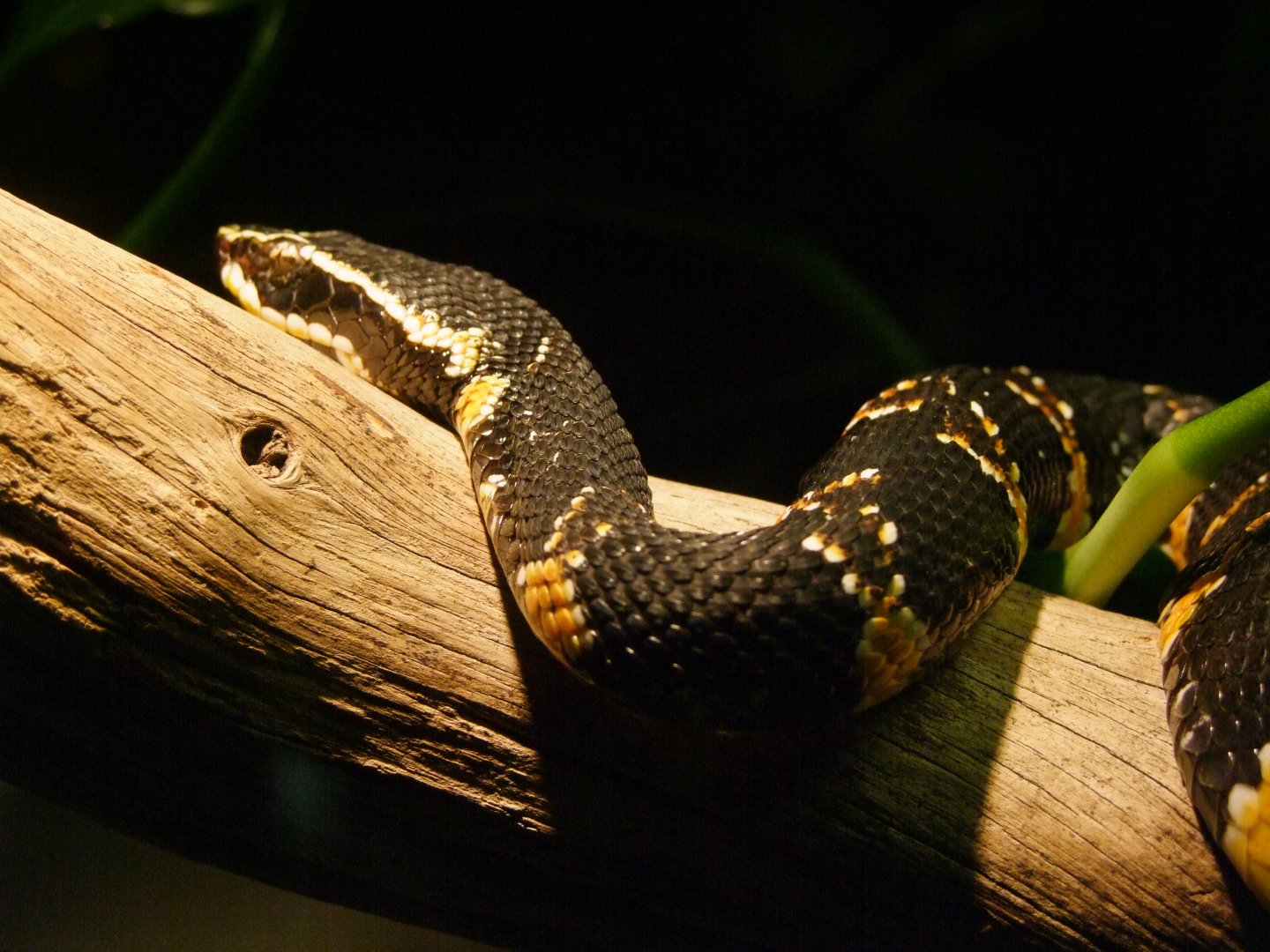 Agkistrodon bilieatus taylori