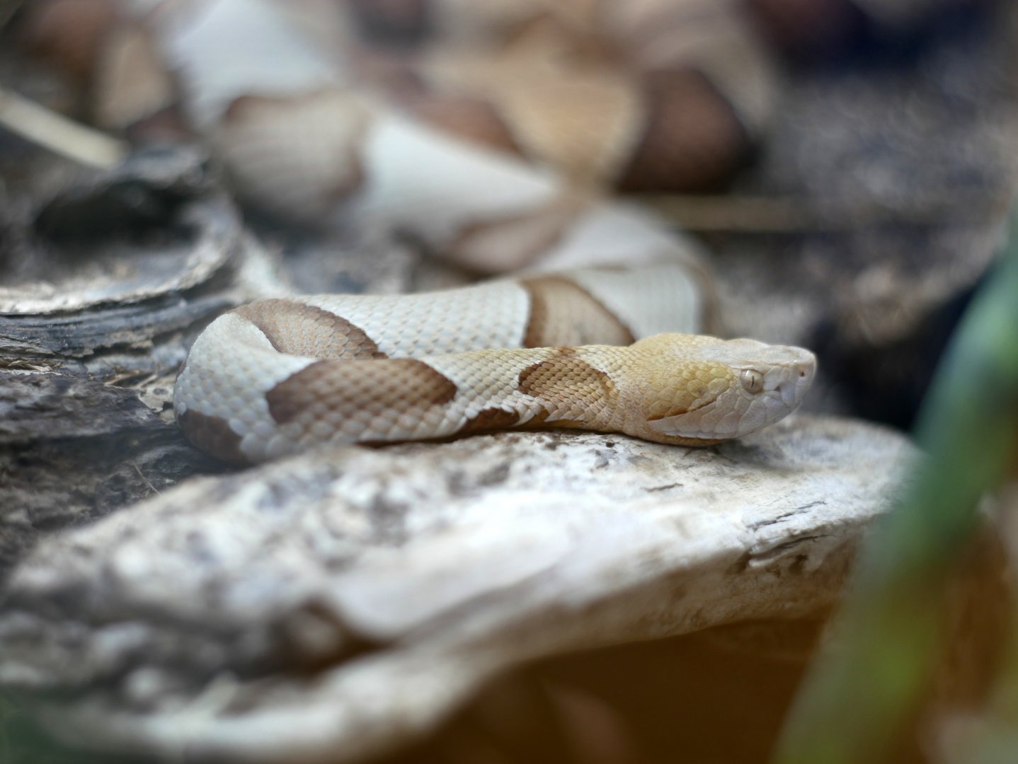 Agkistrodon contortrix