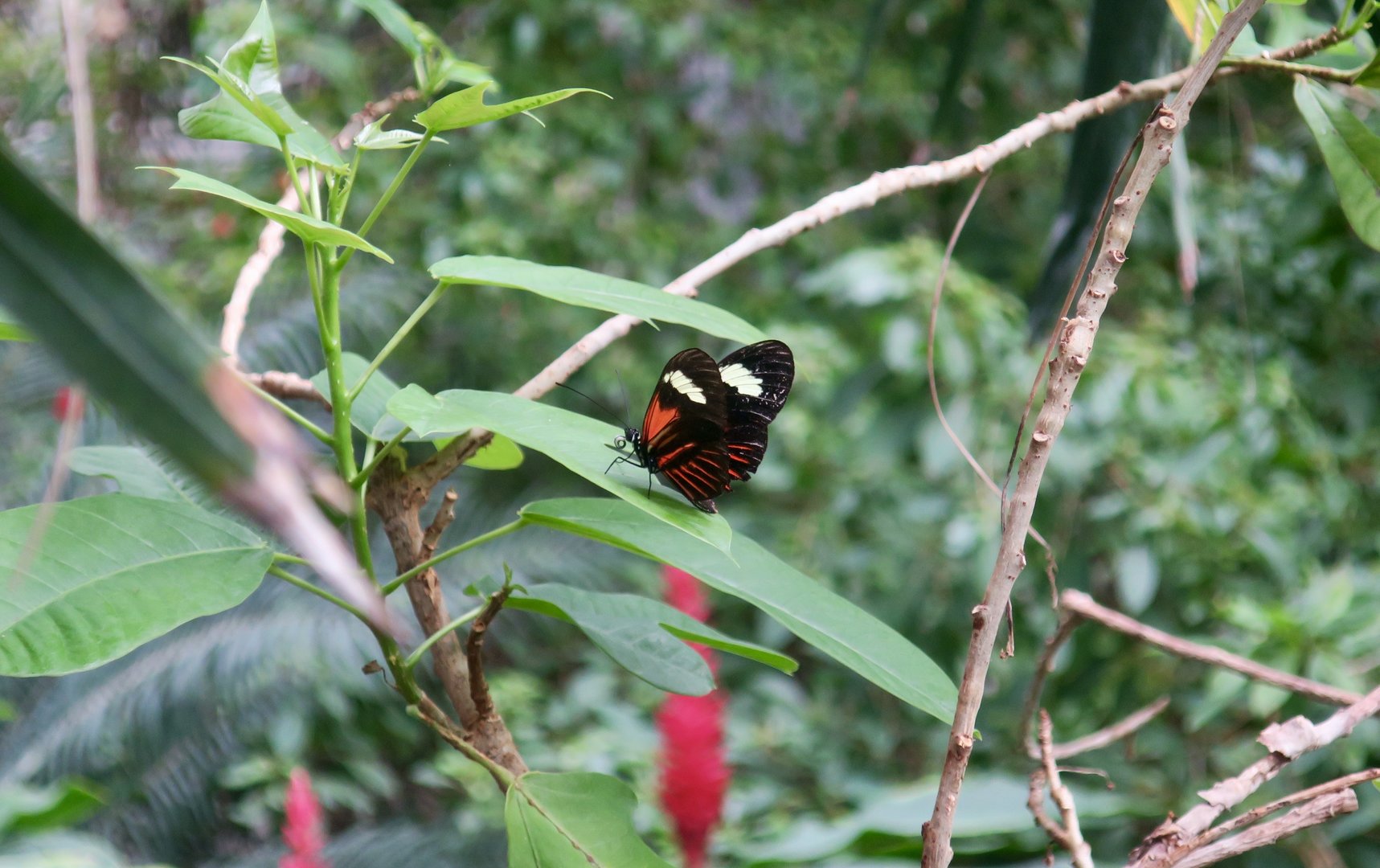 Aglaope Postman (Heliconius melpomene aglaope)