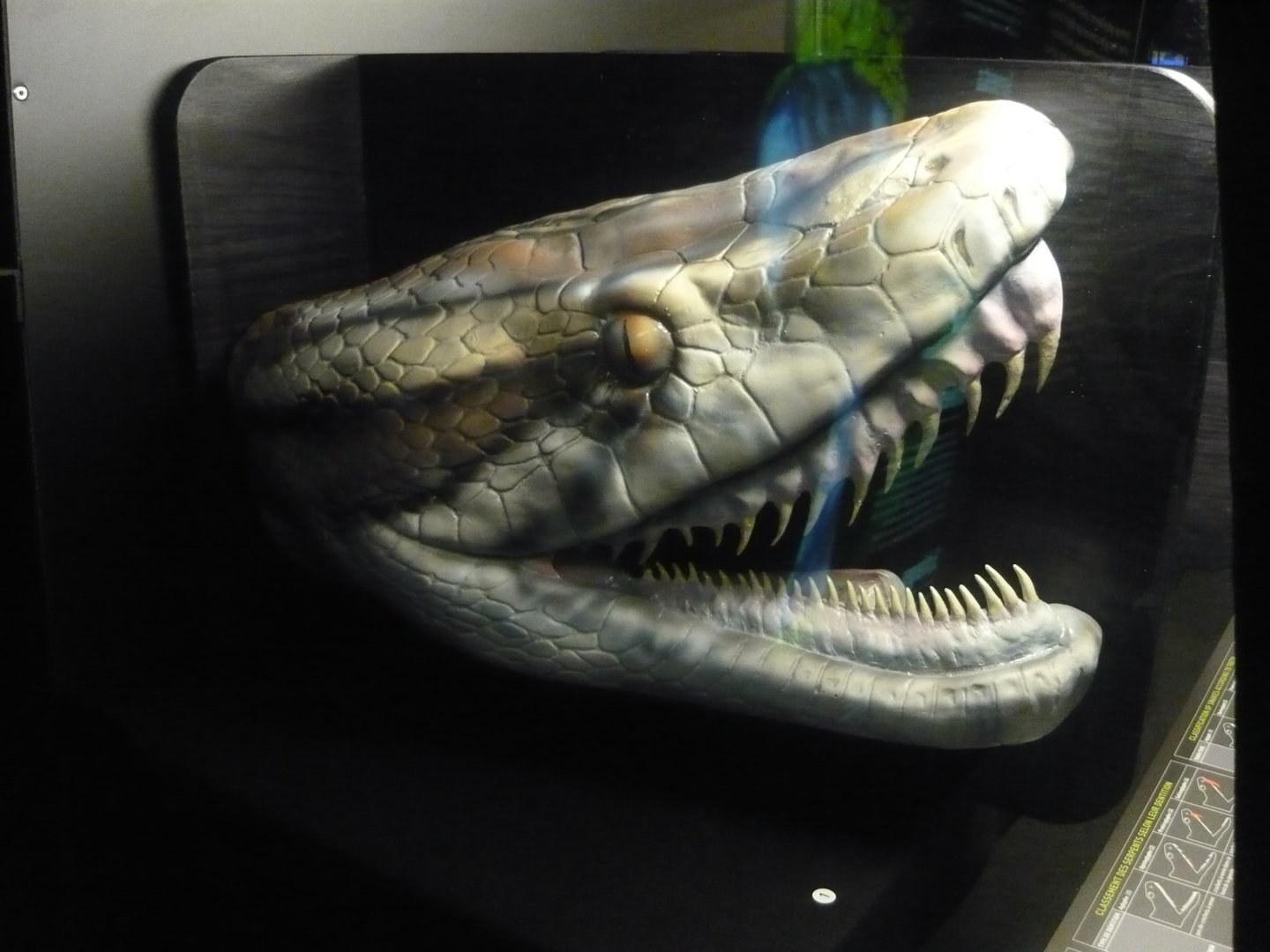 Aglyphous snake head model