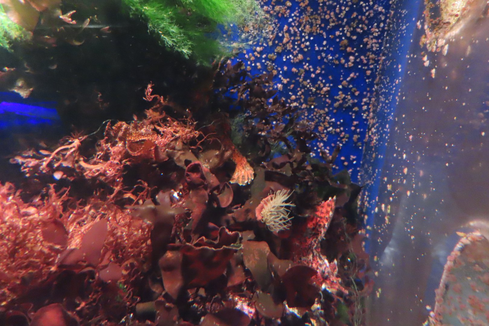 Agonomalus proboscidalis