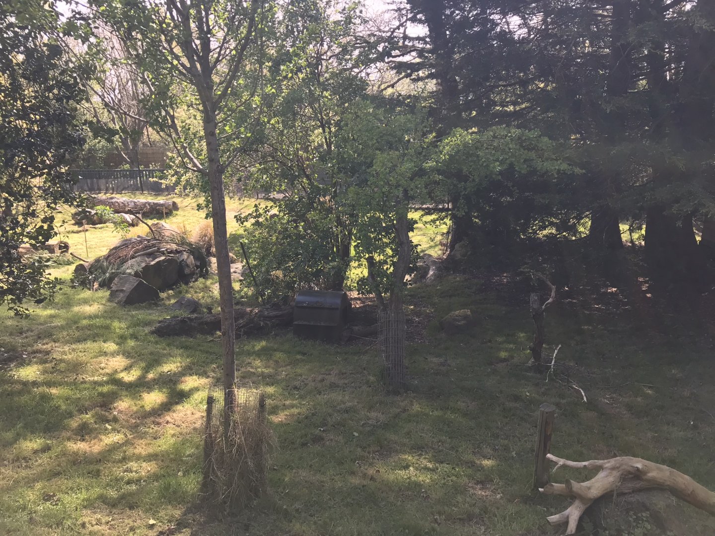 Agouti and pudu enclosure