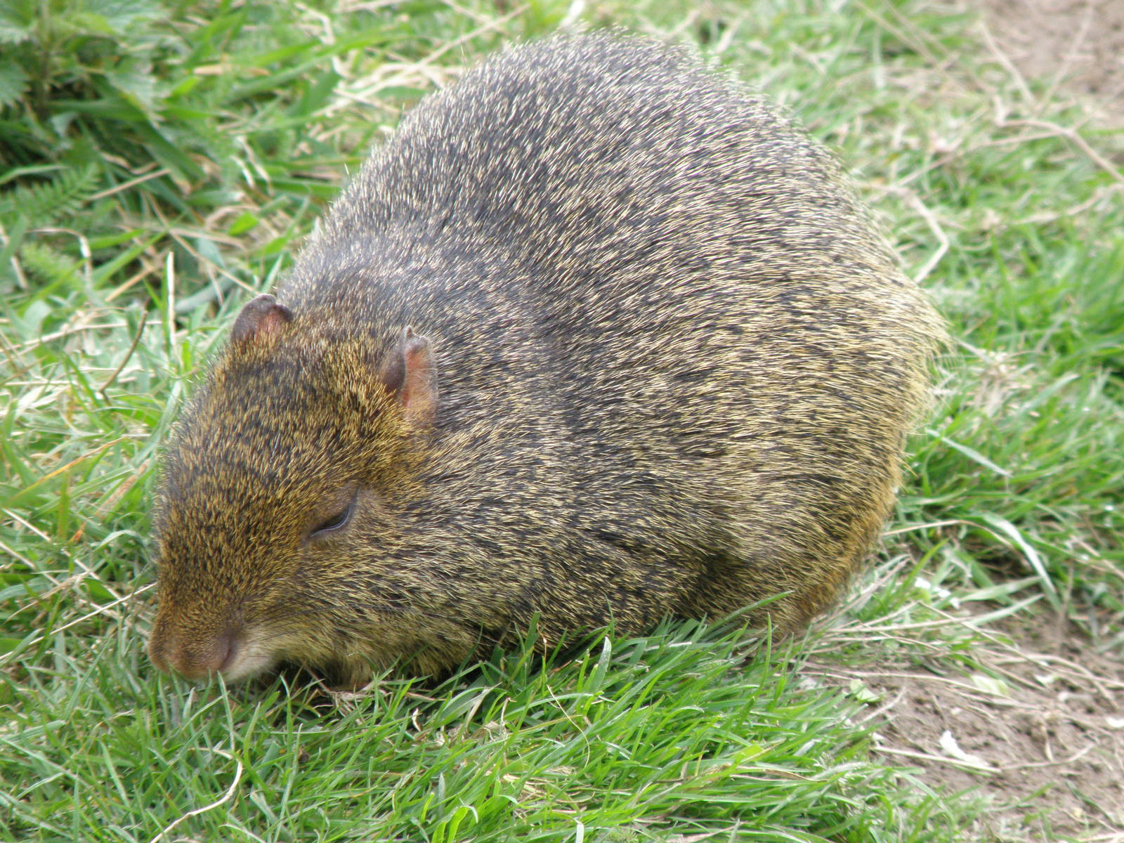 Agouti April 09