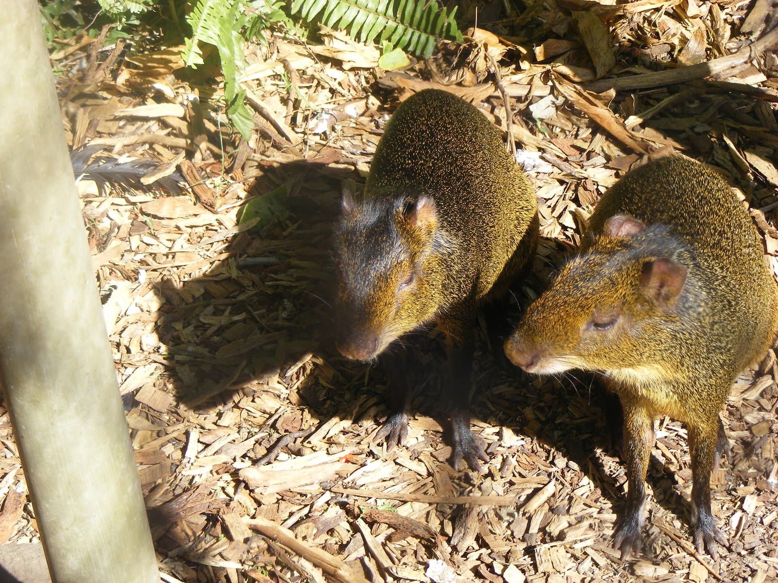 Agouti - April, 2010