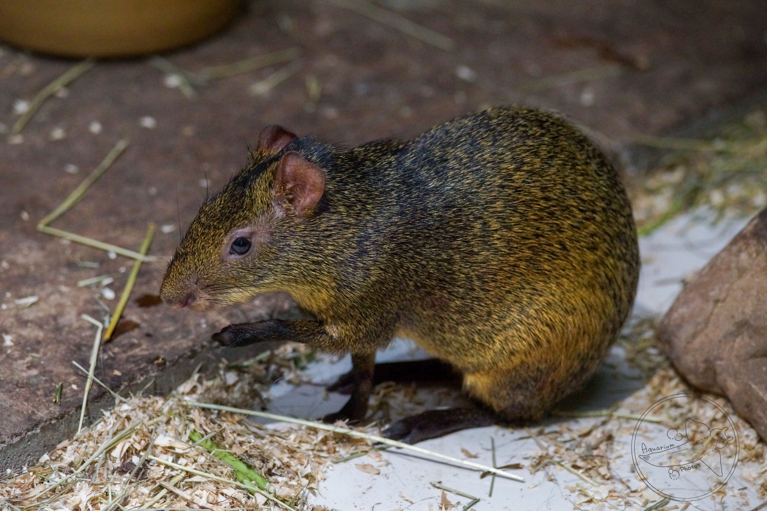 Agouti (Dasyprocta sp.)