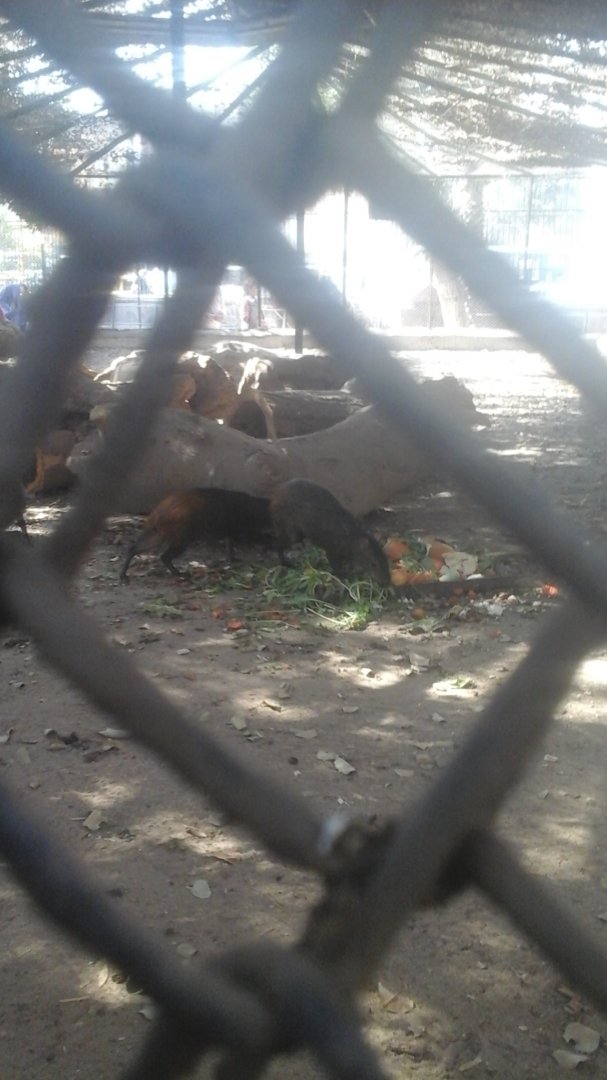 Agouti Enclosure in Giza Zoo