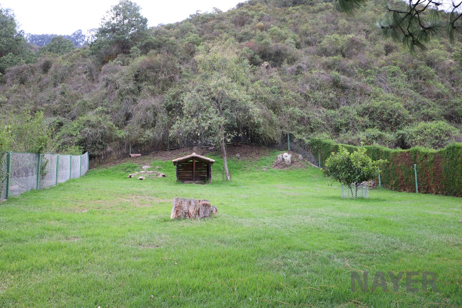Agouti enclosure! March 2016