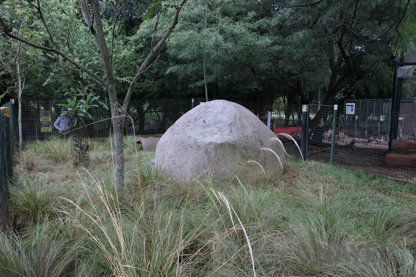 Agouti enclosure - Tatu Carreta, April 2016.