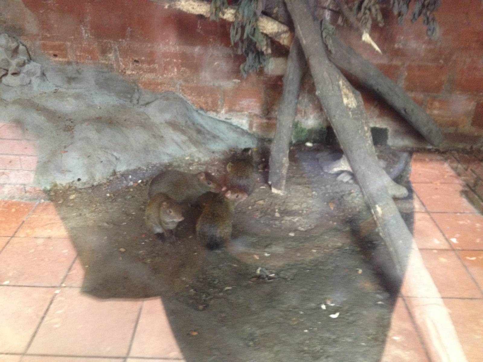 Agouti enclosure