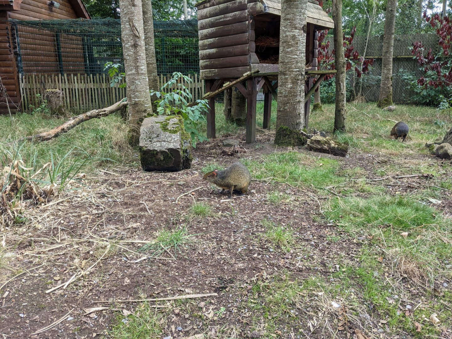 Agouti Enclosure