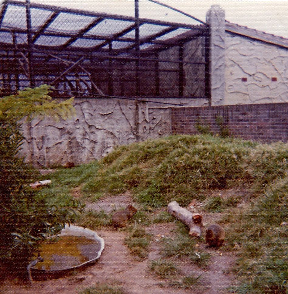 Agouti exhibit - 1975