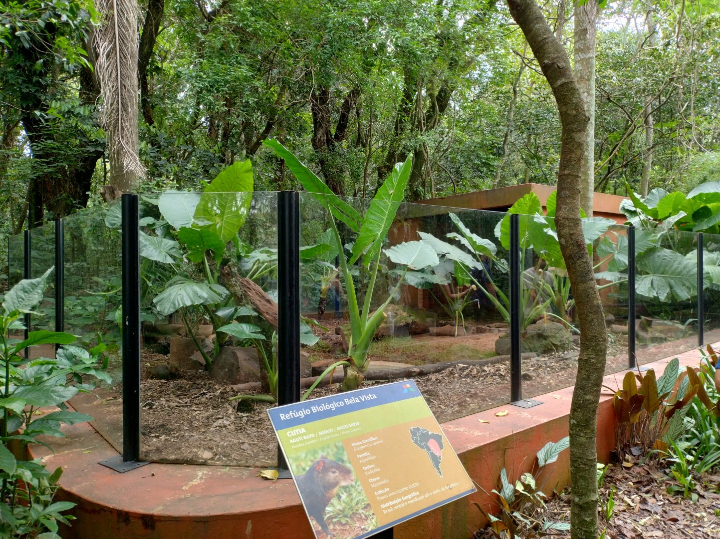 Agouti exhibit - RBBV (ZRRL)