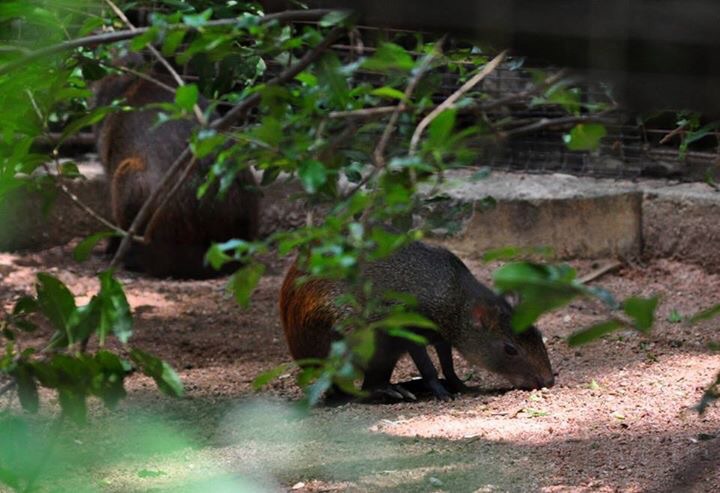 Agouti Exhibit