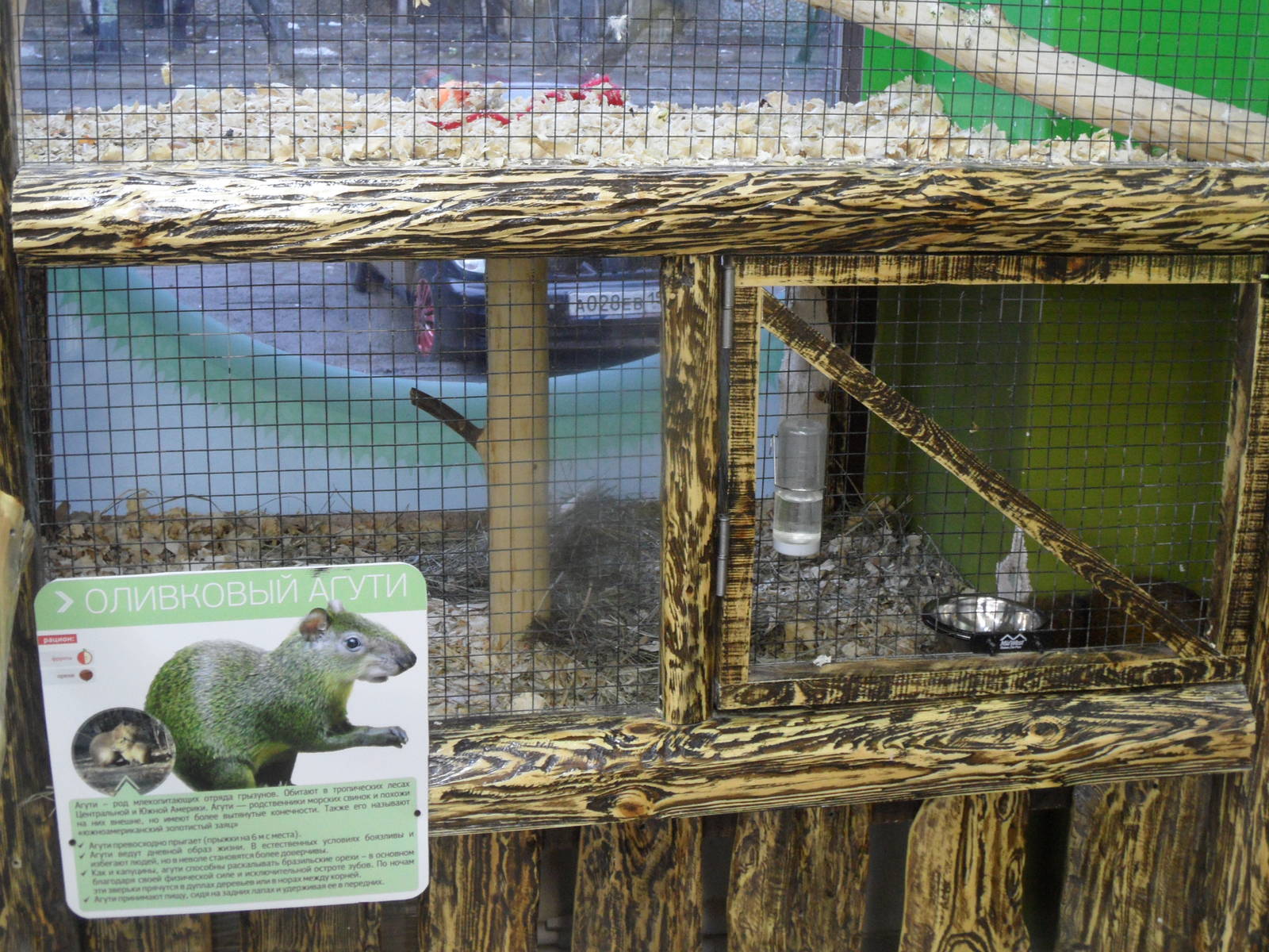 Agouti exhibit