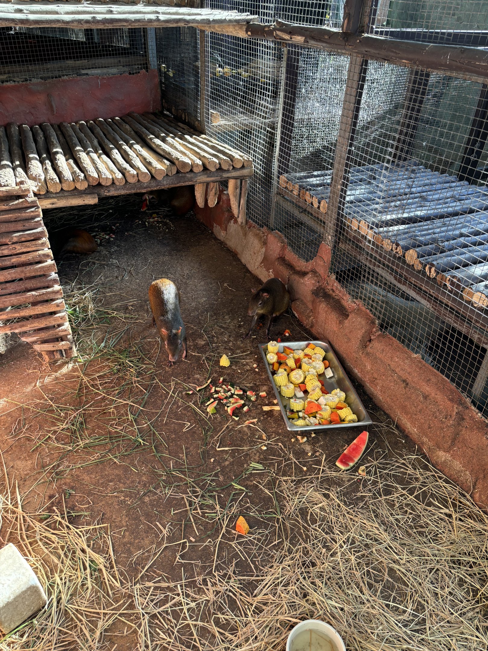 Agouti Exhibit