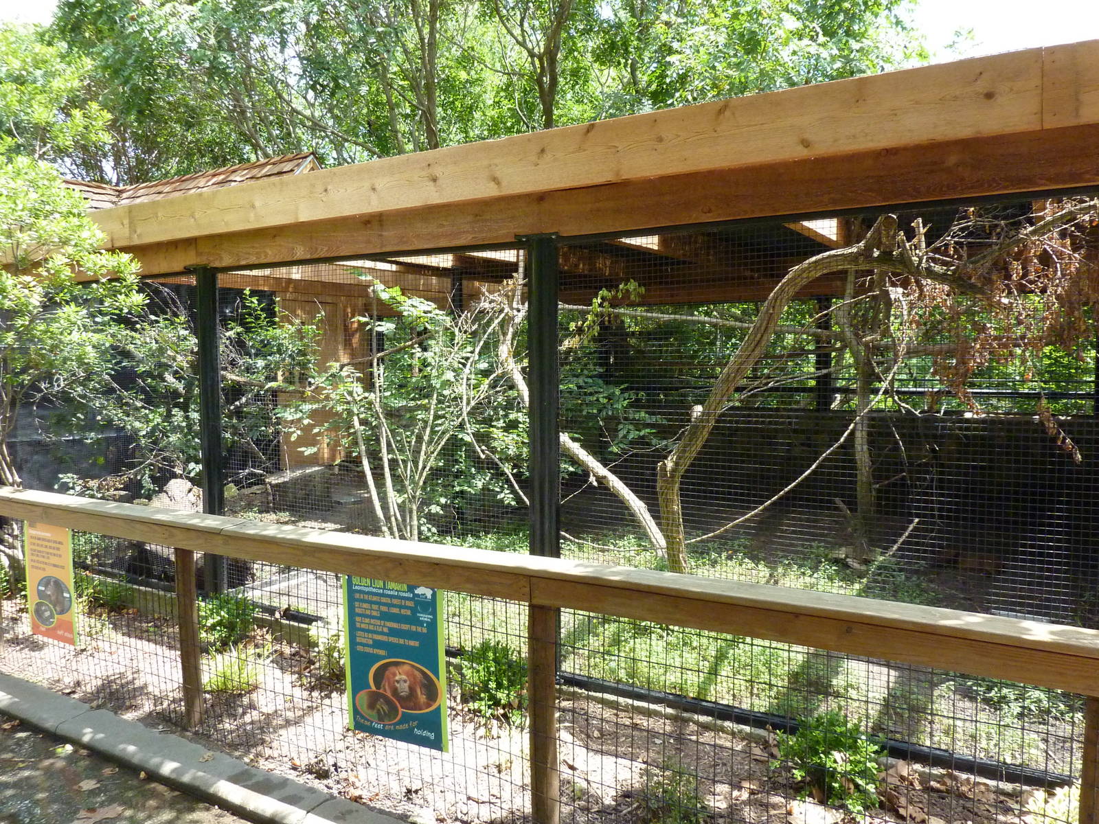 Agouti/Golden Lion Tamarin Exhibit