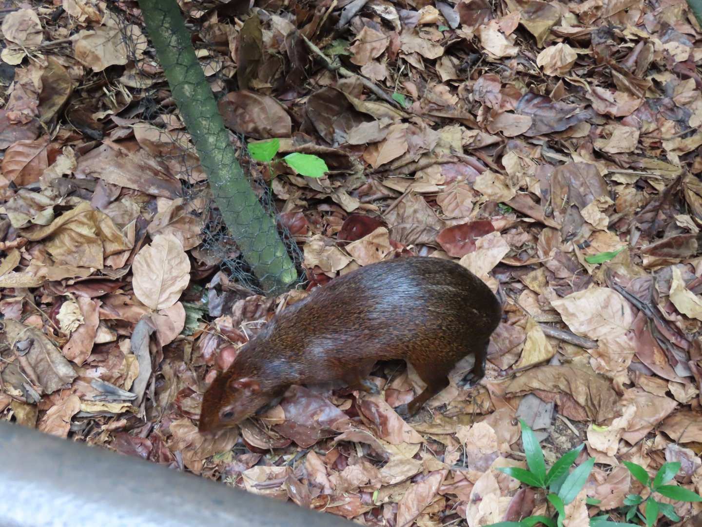 Agouti ID