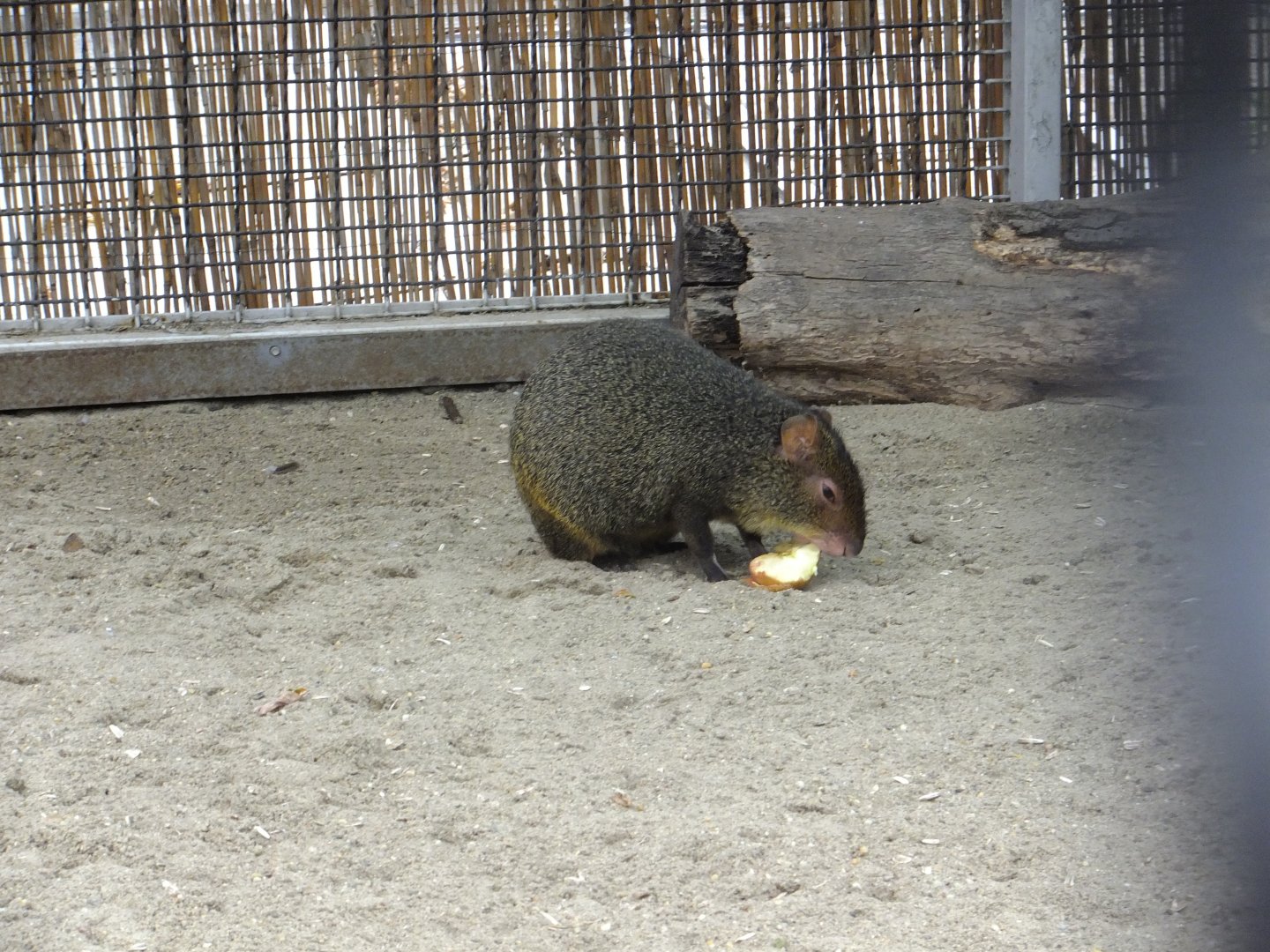 Agouti ID?
