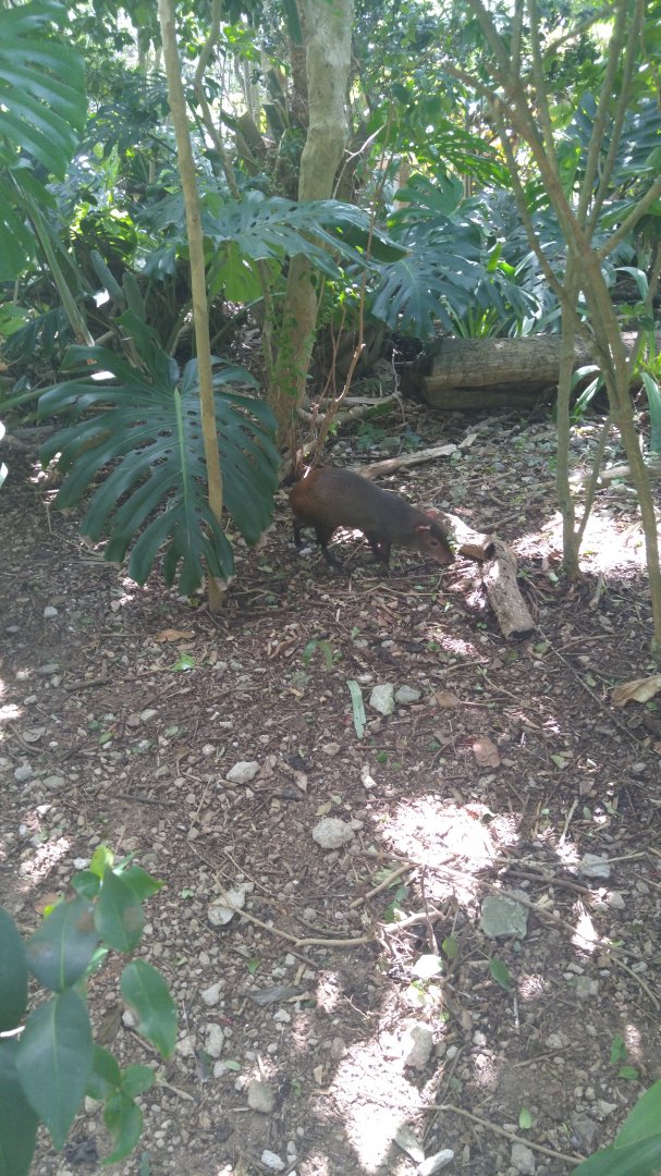 Agouti in Caribbean exhibit