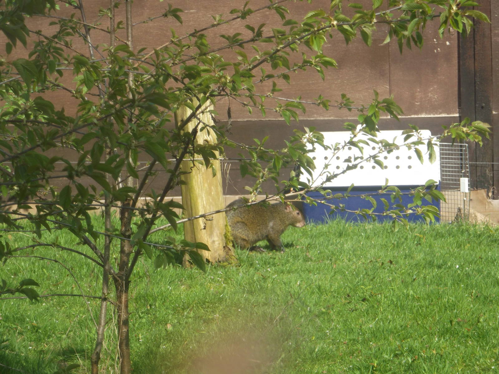 Agouti In Tamarin Enclosure