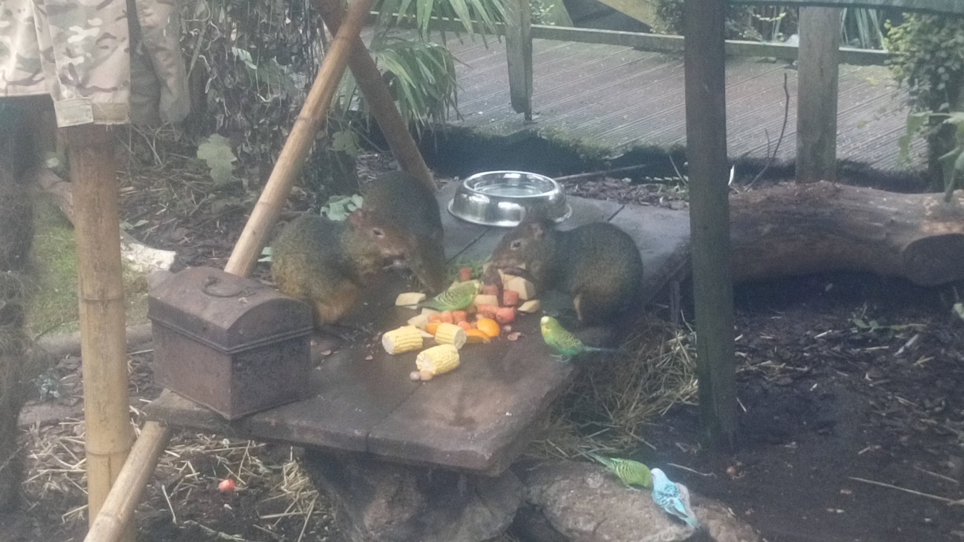 Agouti lunch 11/12/21